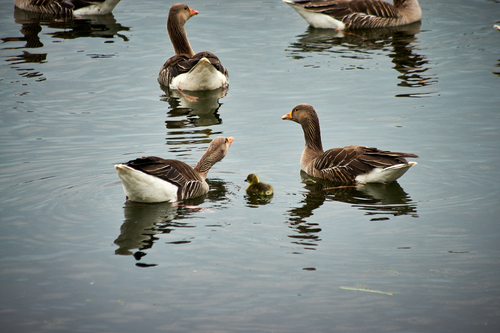 Free stock photo of greylag goose Stock Photo