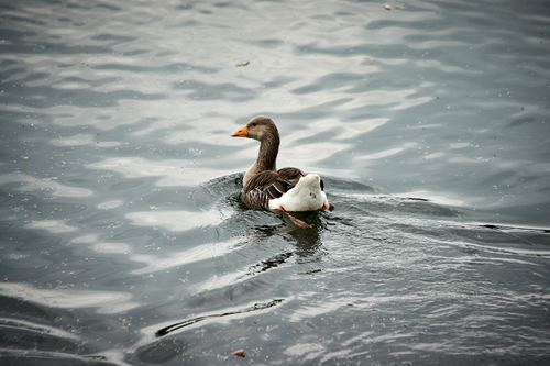 Free Captivating image of a greylag goose gracefully swimming in a tranquil lake setting. Stock Photo