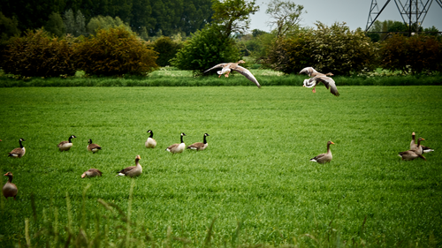 Free stock photo of greylag goose Stock Photo