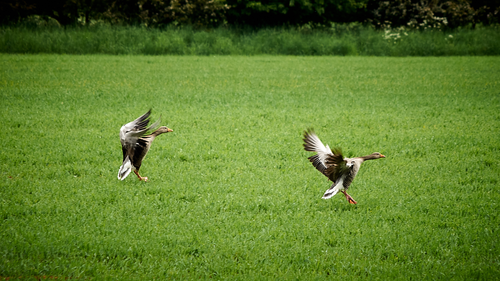 Free stock photo of greylag goose Stock Photo