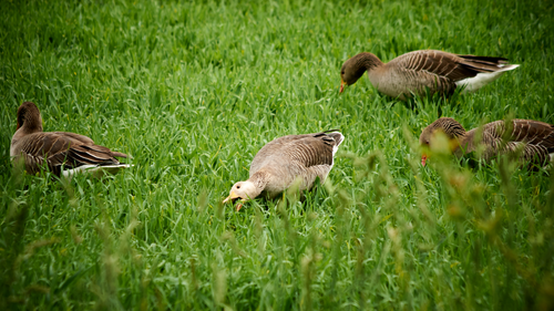 Free stock photo of greylag goose Stock Photo