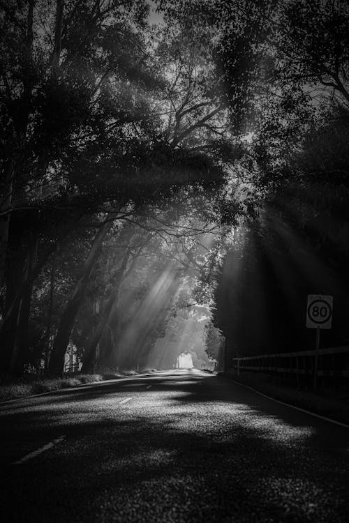 Grayscale Photo of a Road between Trees