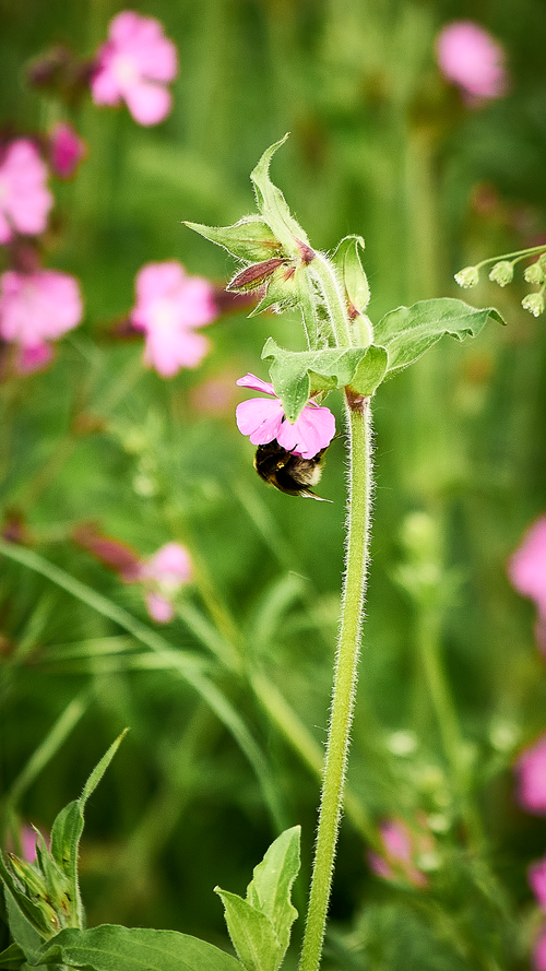 Free stock photo of bee Stock Photo