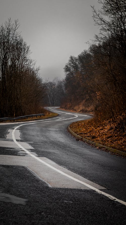 Gray Concrete Road Between Brown Trees