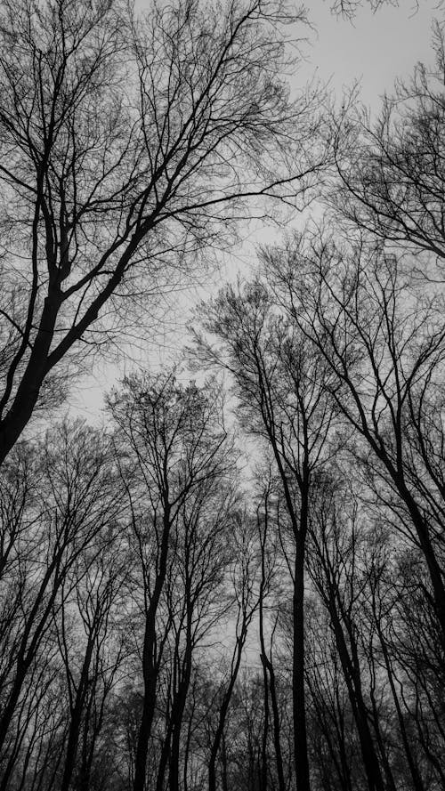 Free Grayscale Photo of Bare Trees Stock Photo