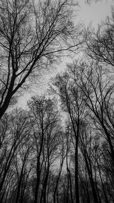 Fotomural Vista eerie y monocromática de árboles desnudos alcanzando el cielo en un bosque denso.