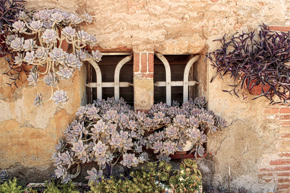 Charming rustic window framed by ghost plants and vibrant succulents in Colonia Güell.
