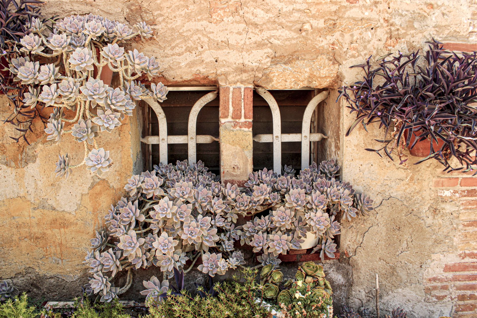 Charming rustic window framed by ghost plants and vibrant succulents in Colonia Güell.