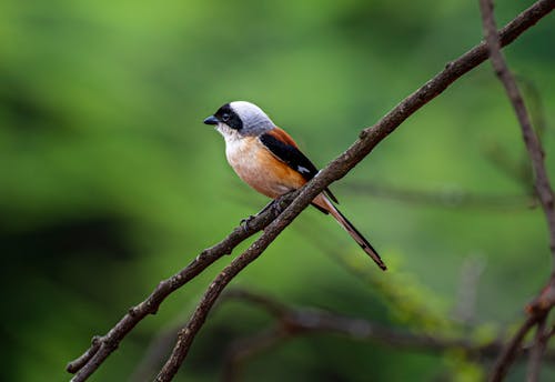 A Long-Tailed Shrike Perched on a Branch