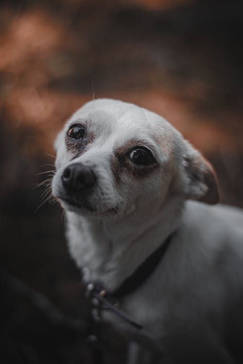 White Little Dog Portrait