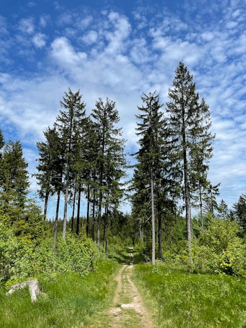 Imagine de stoc gratuită din arbori, cale, centrale