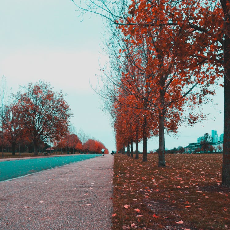 Pathway Between Red Leaf Trees