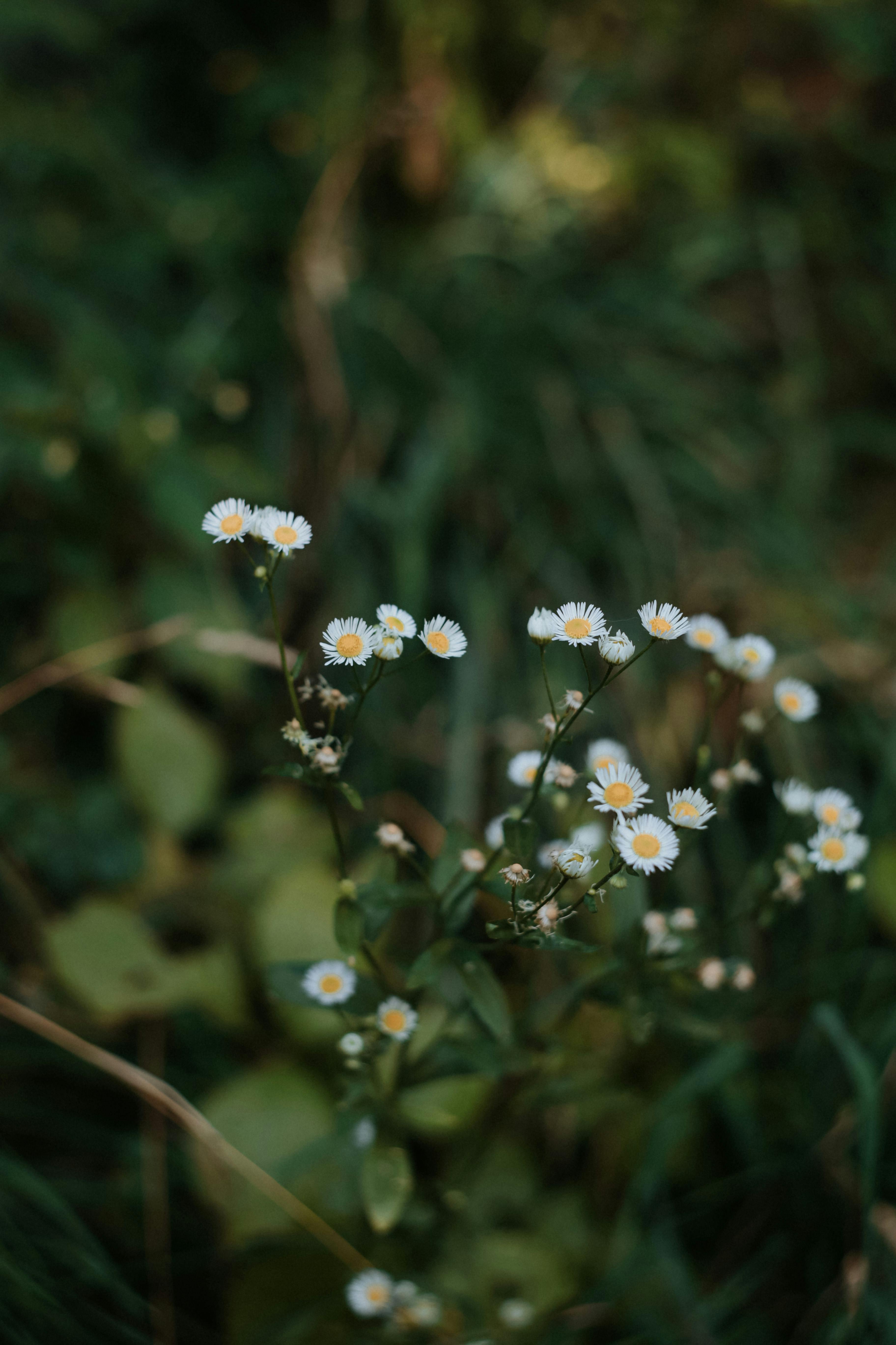 Erigeron Annuus: Hãy xem hình ảnh của hoa Erigeron Annuus! Đây là một loại hoa đẹp và dễ trồng cho sân vườn của bạn. Với màu trắng tinh khôi và những cánh hoa mảnh mai, Erigeron Annuus sẽ trang trí cho không gian xanh của bạn thêm phần sinh động.