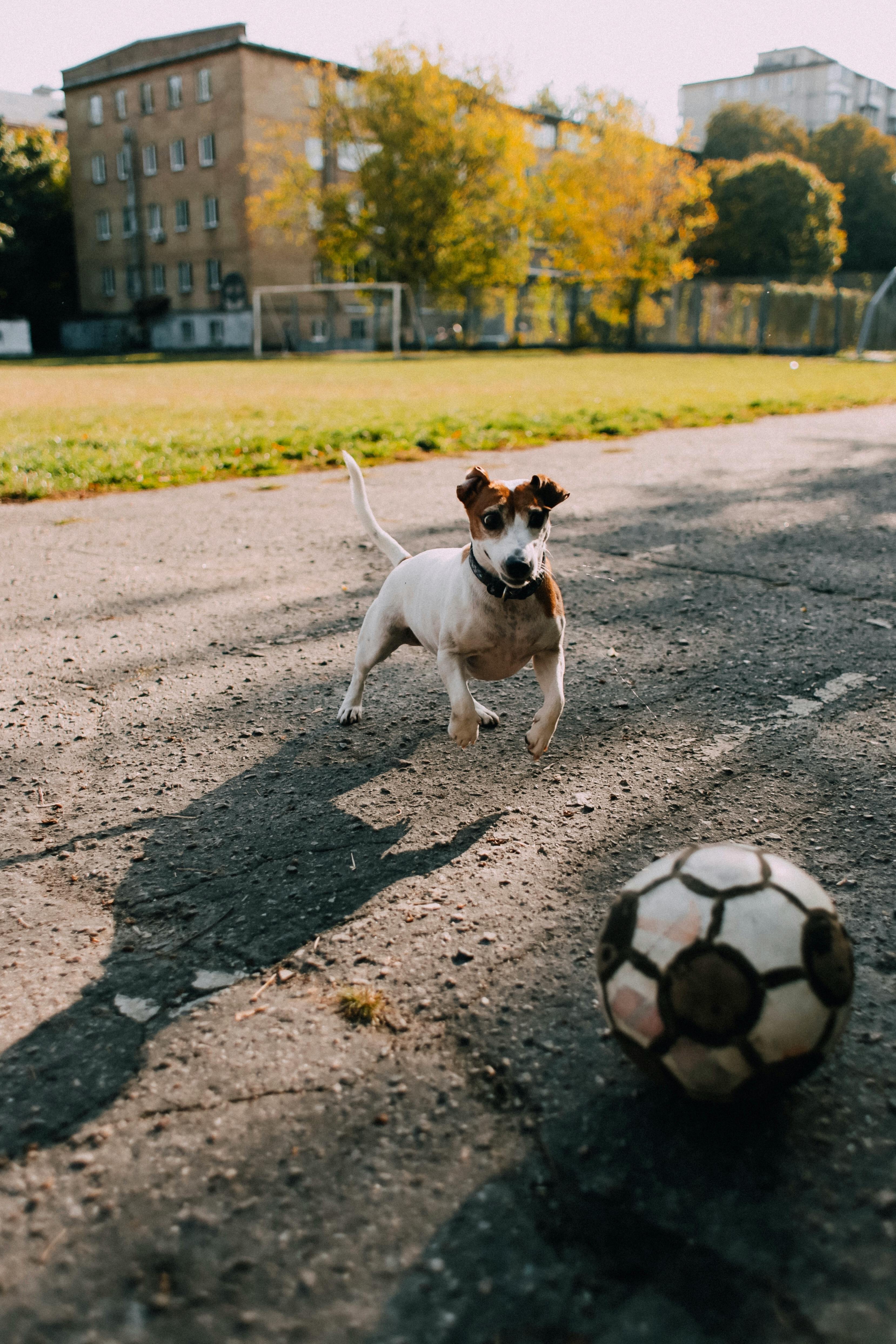 photo of a jack russel terrier playing with a football