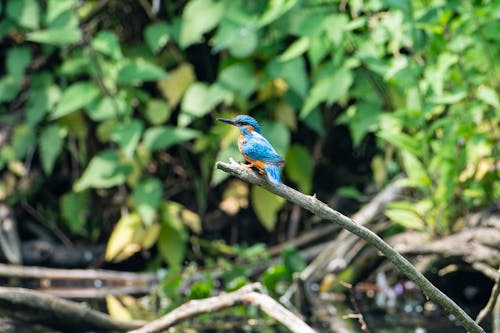 Blue Bird Perched on A Tree Branch