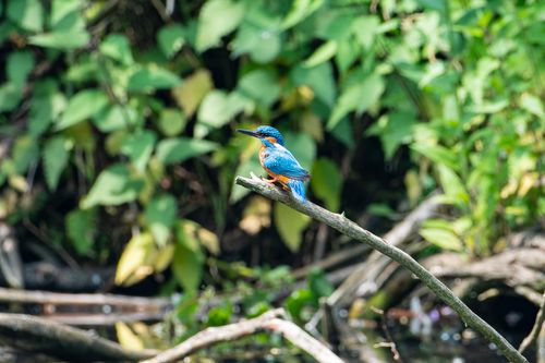 Free Colorful kingfisher perched on a branch, surrounded by lush green foliage. Stock Photo