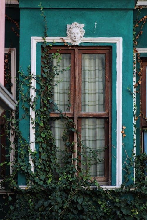 Photo of a Wooden Window with Ivy Vines