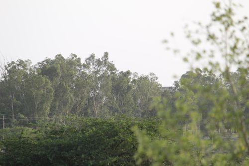 Free stock photo of forest trees, green trees, sky background Stock Photo
