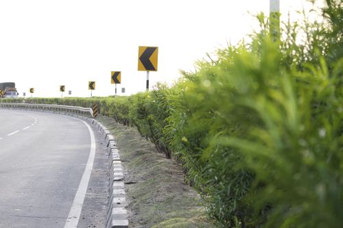 Free stock photo of green plants, leftovers, on road Stock Photo
