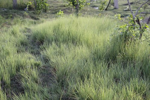 Free stock photo of field of grass, grass background, grass fields Stock Photo