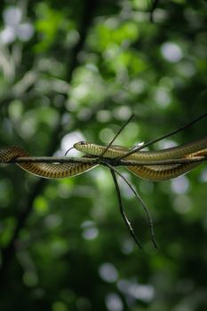 snake photo