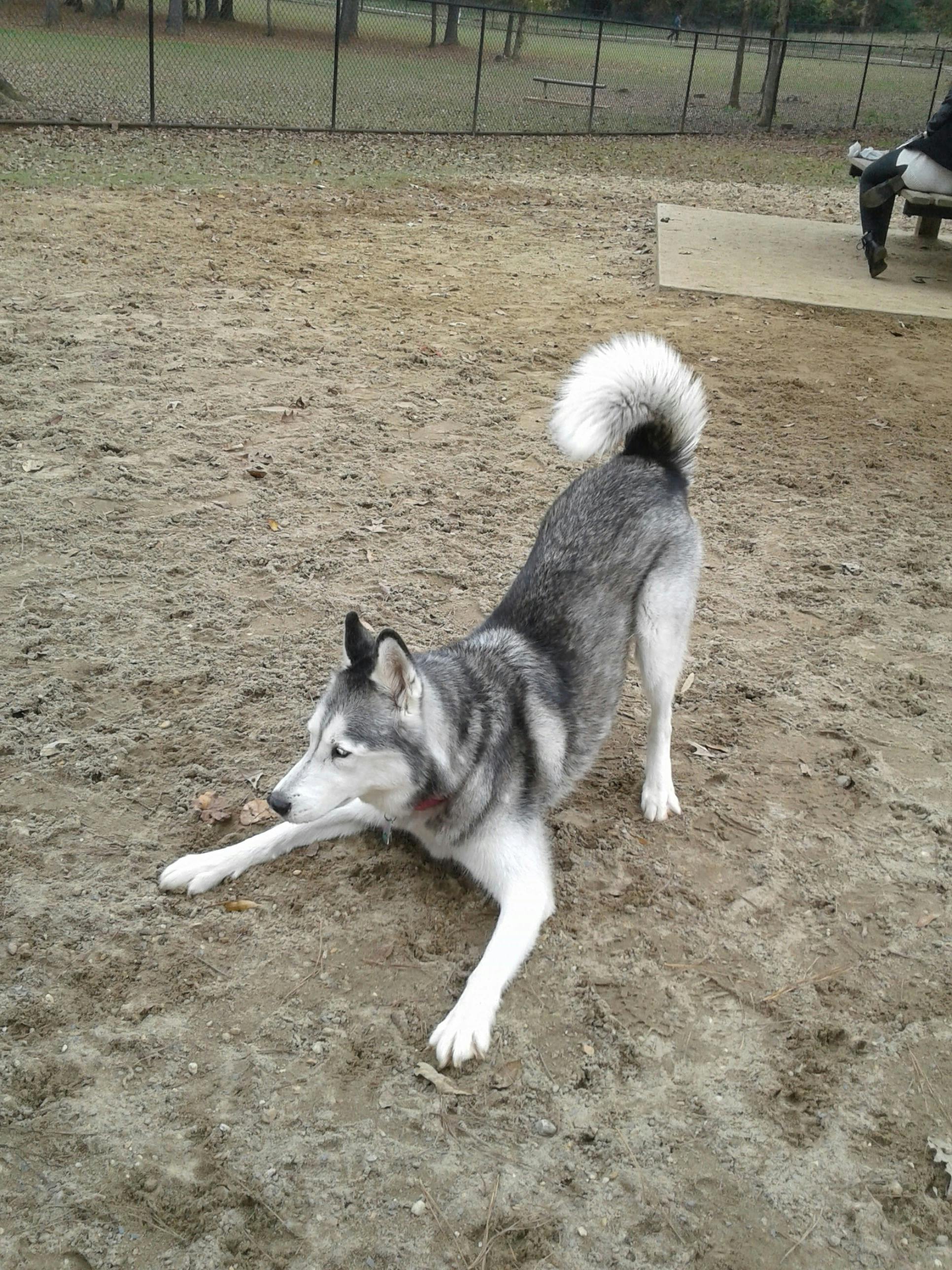 変 犬の無料の写真素材