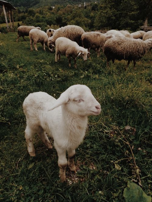 Free A serene flock of sheep grazing in the lush green meadow of Bursa, Turkey. Stock Photo