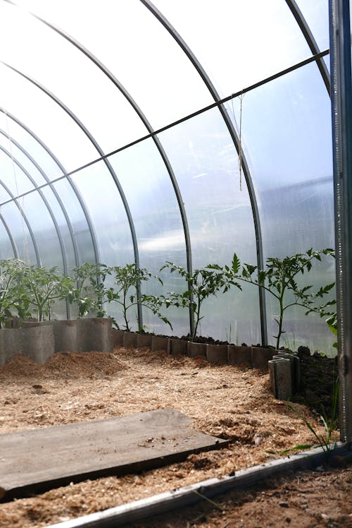 Green Plants Inside Greenhouse