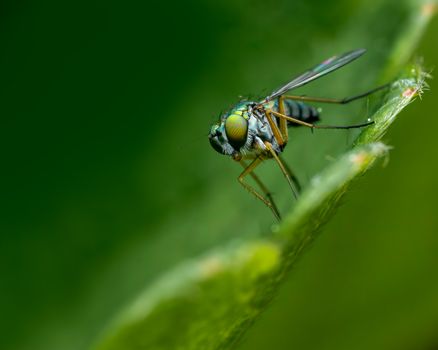 Close up of a Fly on a Leaf