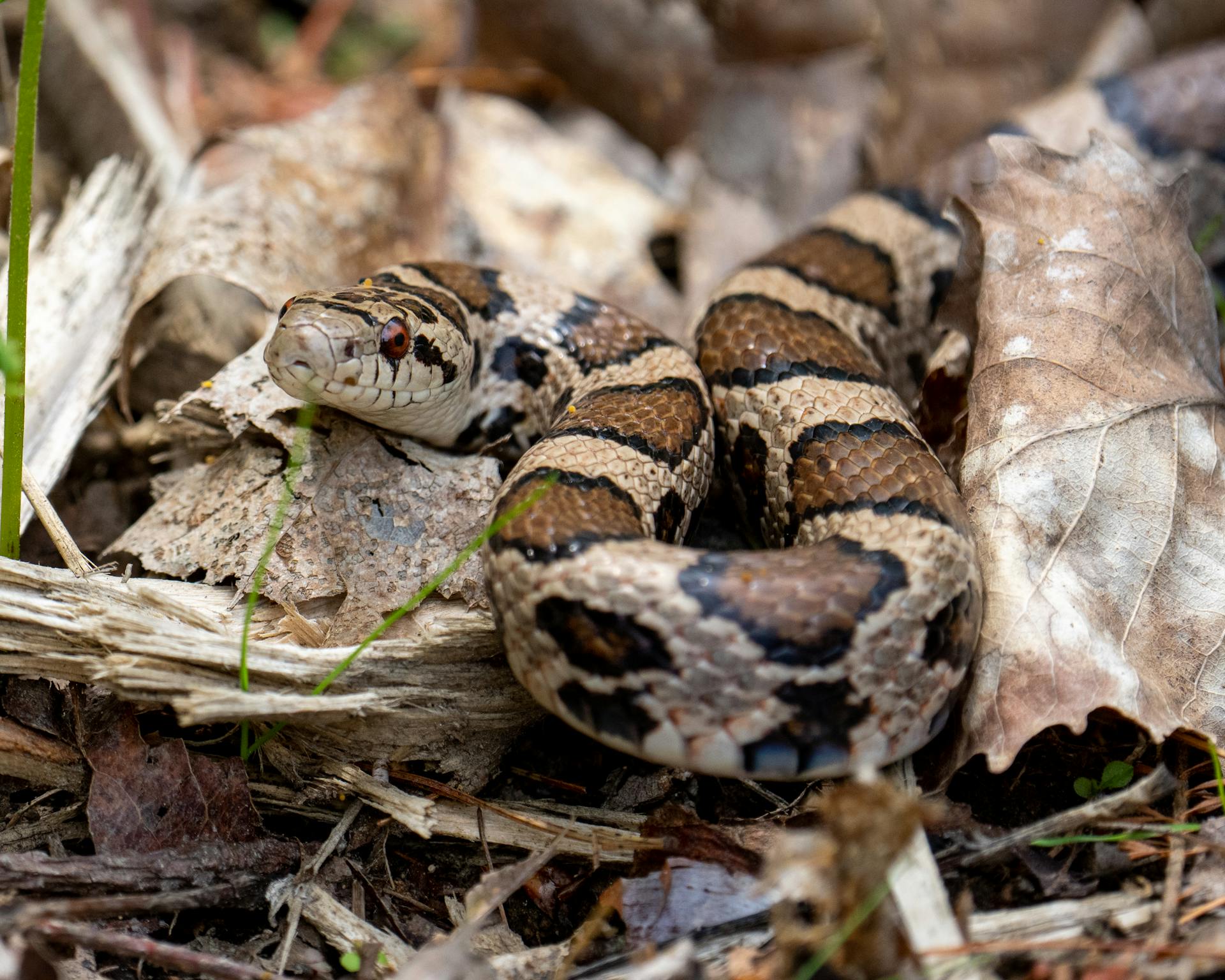 A detailed close-up of a python snake coiled among dried leaves in a natural setting.