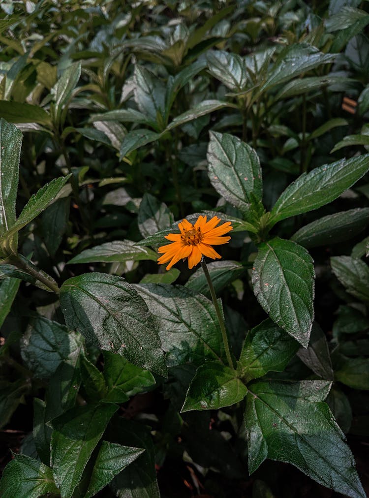 Flower Growing In Garden