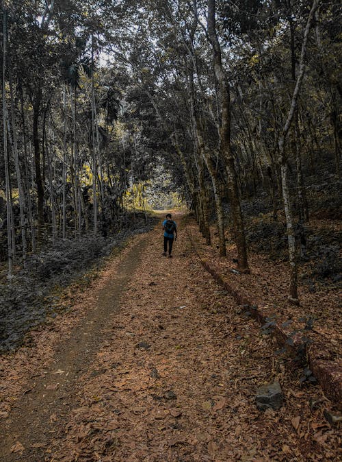 A Man Hiking in the Forest 