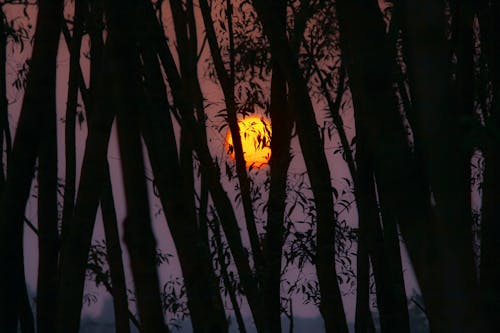 Silhouette of Trees During the Golden Hour