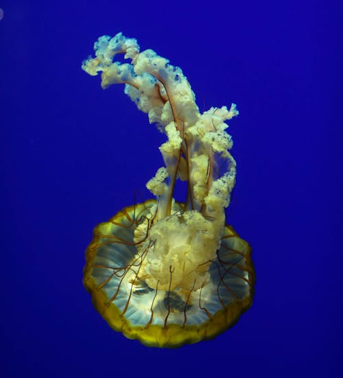 Close up of a Pacific Sea Nettle