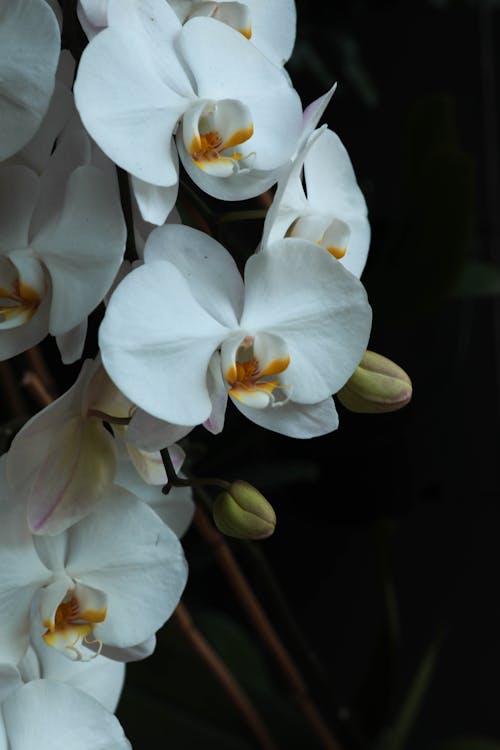 Free stock photo of orchid