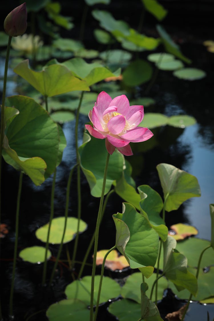 Indian Lotus In Close-up Photography