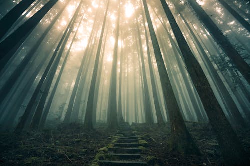 Photos gratuites de bosquet, brouillard, escalier