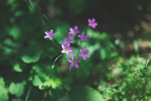 Close up of Violet Wood Sorrel Flowers