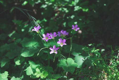 Forest Floor with Purple Wildflowers