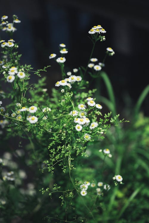 alan derinliği, Beyaz çiçekler, bitkibilim içeren Ücretsiz stok fotoğraf