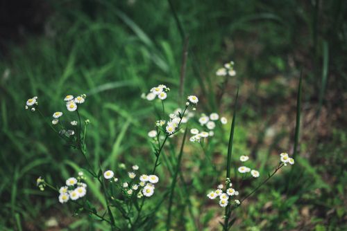 Free Wild chamomile flowers blooming in a lush green field, showcasing nature's beauty. Stock Photo