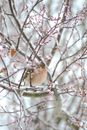 Brown Bird on Tree Branch