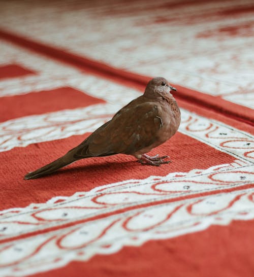 Free stock photo of a mosque, bird