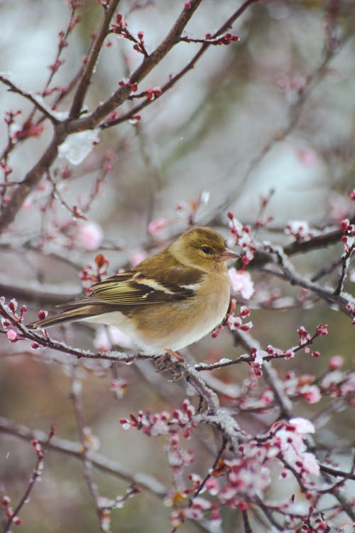 Bird Perched on Tree Branch