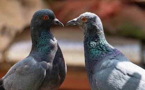 Close Up Photo of Pigeons 