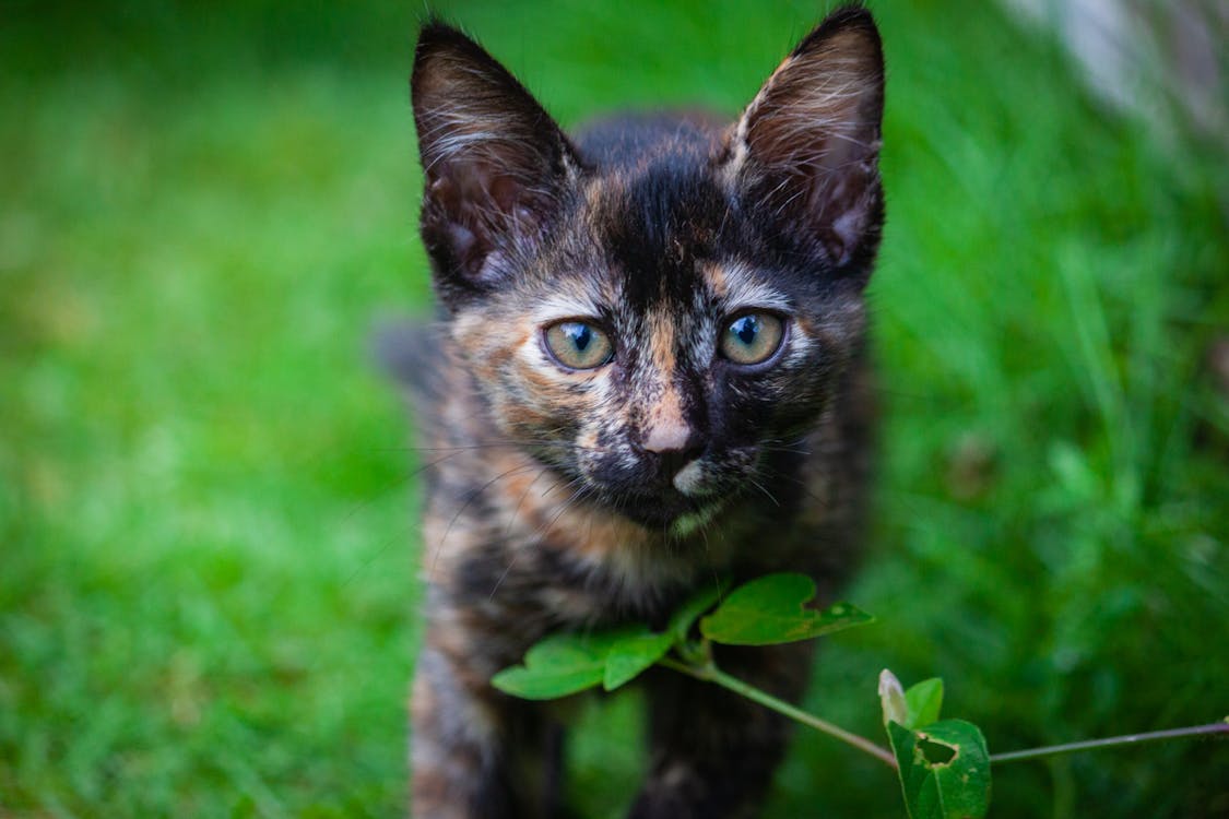 tortoiseshell kitten with green eyes