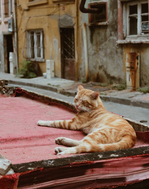 Brown Tabby Cat Lying on the Street