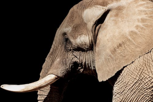 Free Close-Up Shot of an African Elephant  Stock Photo
