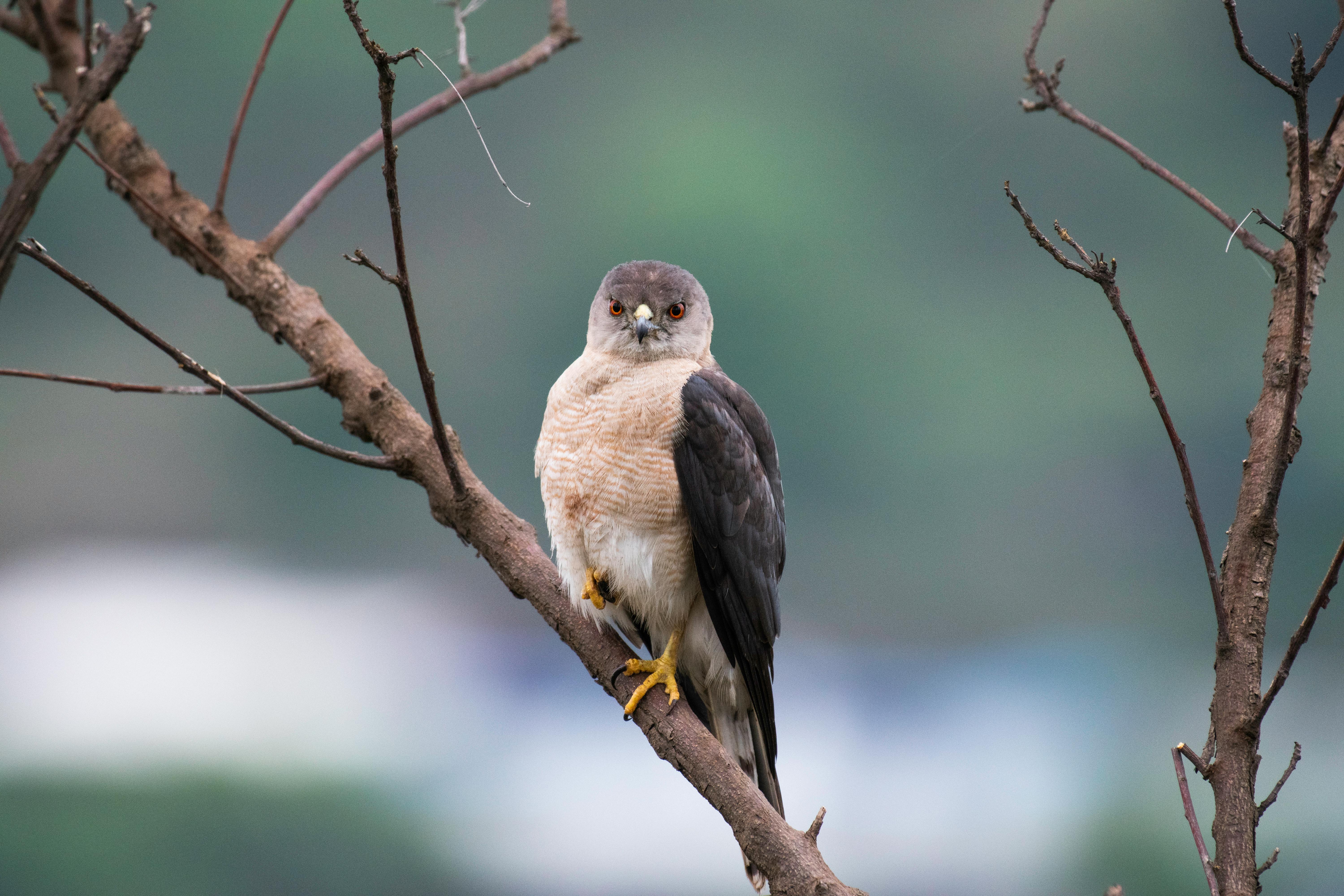 Small Falcon Sitting on Branch · Free Stock Photo