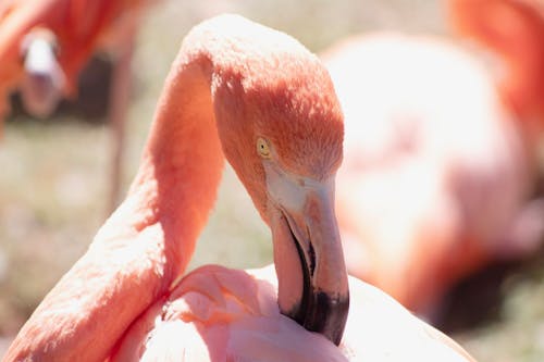 Free Close Up Photo of a Pink Flamingo Stock Photo